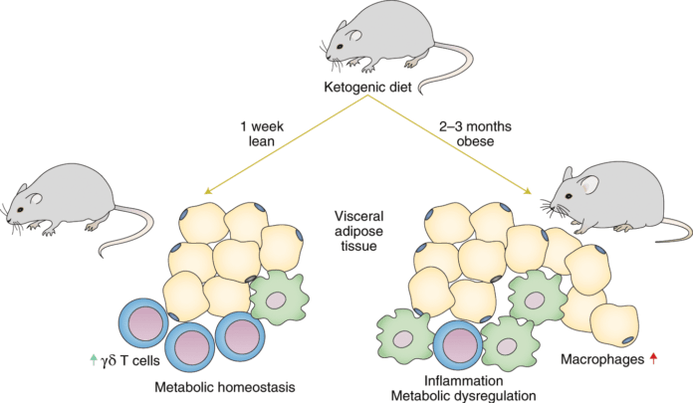 A keto diéta az immunrendszer gamma-delta T-sejtek számának csökkenéséhez és a makrofágok számának növekedéséhez vezet a zsírszövetben